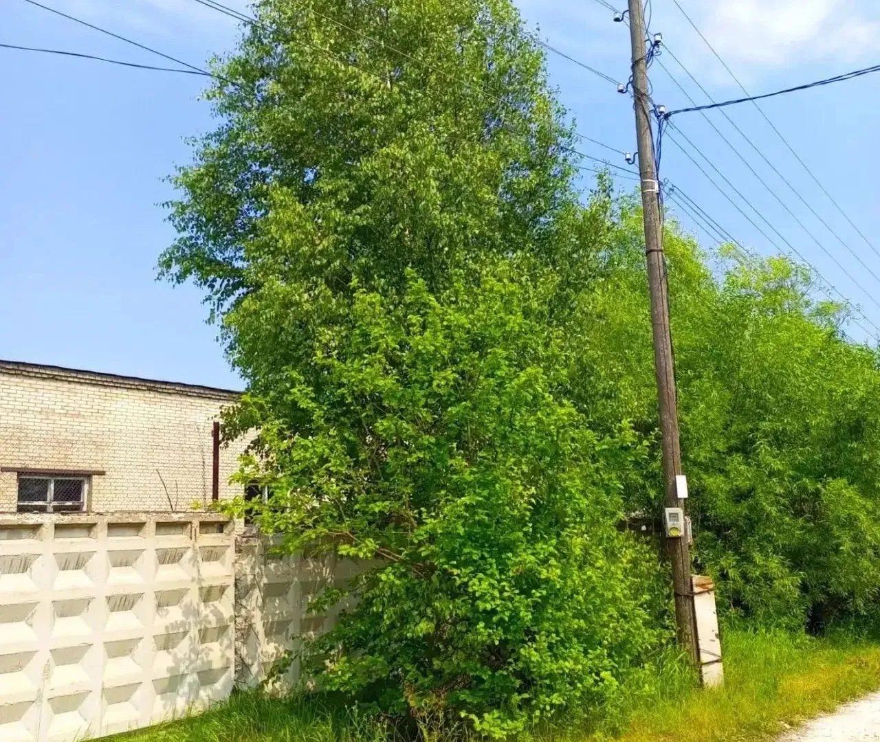 В поселке Владимирской области на линии электропередач упало дерево