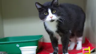 В Коми приют “Кошки за окошком” почти собрал миллион на новый дом