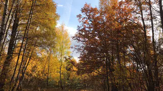 1 октября в Рязанской области ожидается дождь и до +25