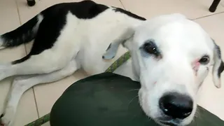 Новости мира: брошенная в аэропорту собака умерла от тоски по хозяевам