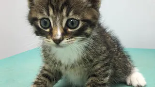 Нужно ли вакцинировать домашнего кота? Поясняет ветеринар