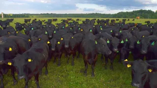 Бычков «Мираторга» на Брянщине всё больше