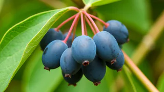 Ученые назвали самую полезную ягоду на лето — не клубника, не малина и в два раза полезнее вишни