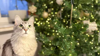 Наряжать новогоднюю елку шарами и мишурой теперь не модно: 3 самых трендовых способа украшения