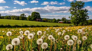 Соль и кипяток не в почете: пырей и одуванчики истребляю по методу агронома Викулова — нужны всего 2 вещи