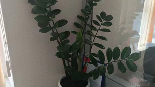 Готовьте ваши кошельки: вот куда нужно поставить денежное дерево, чтобы оно привлекало в дом богатство