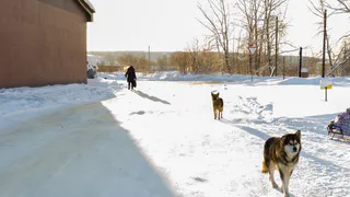 Трасса в Коми усеяна трупами животных из-за халатности хозяев