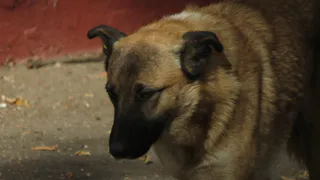 В бездомных собак будут стрелять ампулами со снотворным