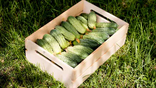 Добавьте 3 ложки в лунку — и огурцы попрут как бешеные: огромный урожай гарантирован