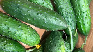 Собираю урожай ведрами с 2 кустов: этот гибрид вытеснил кураж и герман на второе место - отзывы садоводов