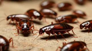 Китайцы избавляются от тараканов только так: смешиваем 2 средства – и усачи сбегут, не оглядываясь