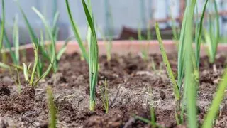 Назван рецепт удобрения для лука и чеснока