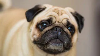 Ирина Волк возмущена жестоким обращением с мопсом в Челябинской области