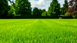 Осень — не время прощаться с идеальным газоном: секрет густоты без сорняков