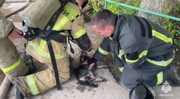 Герои в огне: пожарные Челябинской области спасли на пожаре трех питомцев