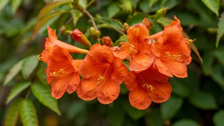 Все соседи завидуют и спрашивают, где взяла: как же меня радует это растение - усыпано цветами все лето, а ухаживать совсем не нужно