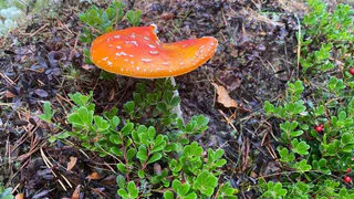 Грибной сезон в Магнитогорске задерживается: что можно найти в лесах в мае