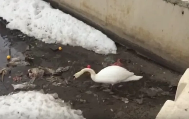 Лебедь из Татарстана, убирающий мусор на озере Кабан, попал в Инстаграм американской телезвезды