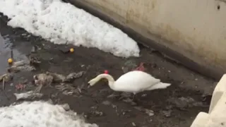 Лебедь из Татарстана, убирающий мусор на озере Кабан, попал в Инстаграм американской телезвезды