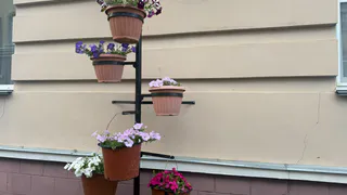 Успейте посадить эти цветы до августа — и ваш сад будет роскошно цвести до ноября