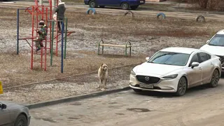 В Рязани алабай загнал детей на лестницу во дворе Михайловского шоссе