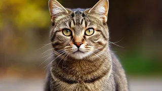 От ног до подушки: что значит выбор места сна у кошки