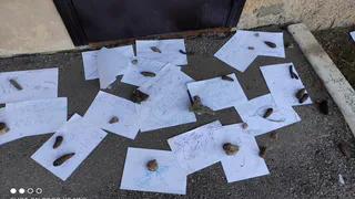 В Рыбновском районе дети принесли к администрации рисунки в поддержку бездомных собак