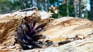 Почему летом не было такой чудесной погоды? Синоптики обещают теплый октябрь