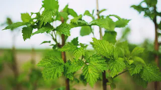 Малине перед цветением – необходимо: две горсти под корень – увеличиваем урожай ягод в 3 раза