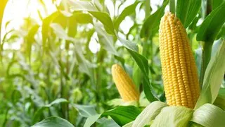 Совет для дачников – заготавливаем кукурузу на зиму