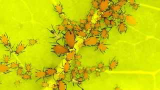 Лью 1 чайную ложку в лейку — и на смородину: ягоды лопаются от сладости, а тля отскакивает как от огня