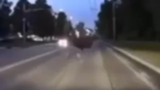 Еще один: в Рязани засняли лося на Куйбышевском шоссе