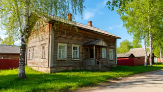 Это дерево «съест» вашу выгребную яму за три укуса: посадил и забыл про откачку навсегда