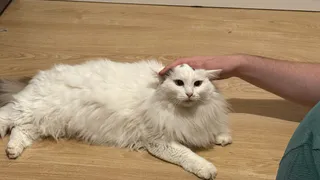 Не травите этим кошек: 3 худших корма - Роскачество подтвердило. Вот альтернативы 