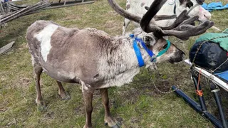 Коми намерена укрепить позиции в оленеводстве и войти в топ-5 регионов России