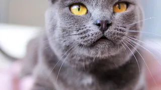 Дай лапку: Муся, Мишка и Барби в поисках «своего» человека