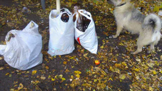 Рязанский проект "Привет свиньям" уже добрался до Нижнего Новгорода и Уфы