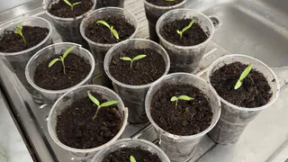 Сею на рассаду в марте семена 4 лучших огурцов - урожайность гигантская: 17-19 кг с 1 м2