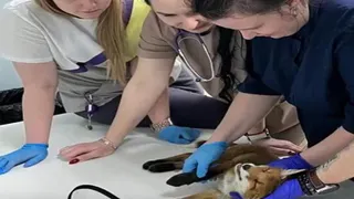 В приюте «Дорога добра» во Владимире лечат раненого лисенка найденного в садоводстве