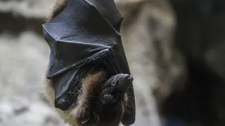 В одном из домов во Владимирской области нашли редкую летучую мышь