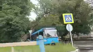 Брянский ураган повалил дерево на автобус