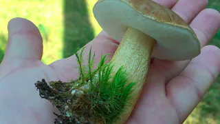 Исследование от Яндекса: что чаще всего готовят и едят рязанцы