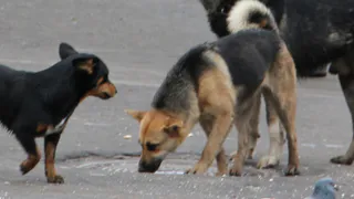 Загрызли кошку: на Белякова поселилась агрессивная стая бродячих собак