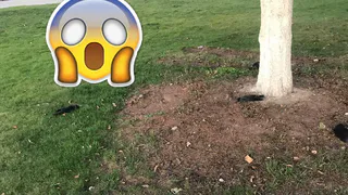 Смертельная карта: где в Рязани находили мертвых птиц