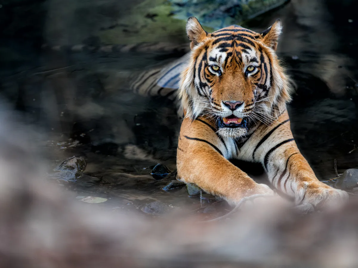 Пензенский зоопарк готовится к пополнению