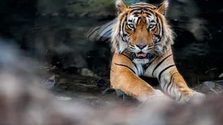 Пензенский зоопарк готовится к пополнению