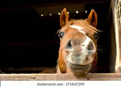 Приметы и запреты на 31 августа: светлое носить, животных не обижать