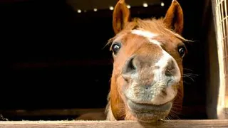 Приметы и запреты на 31 августа: светлое носить, животных не обижать