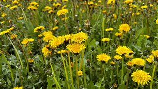 Экстремальная жара и грозы надвигаются на Челябинскую область