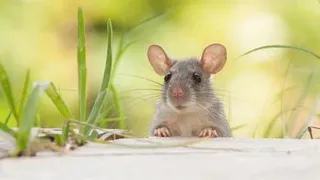 Названы три способа избавиться от крыс без использования яда